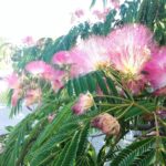 Mimose, Bäume, hsp, hochsensibel, Natur, Sylvia Harke