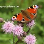 Hochsensibilität, Pfauenauge, Schmetterling auf der Wiese