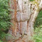 Baum Meditation, Verwurzelung, Baumgroßväter, uralte Eiche im Urwald Sababurg